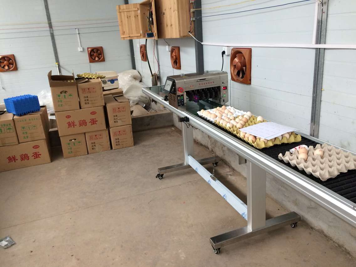 多頭全自動雞蛋噴碼機 多頭全自動雞蛋噴碼機